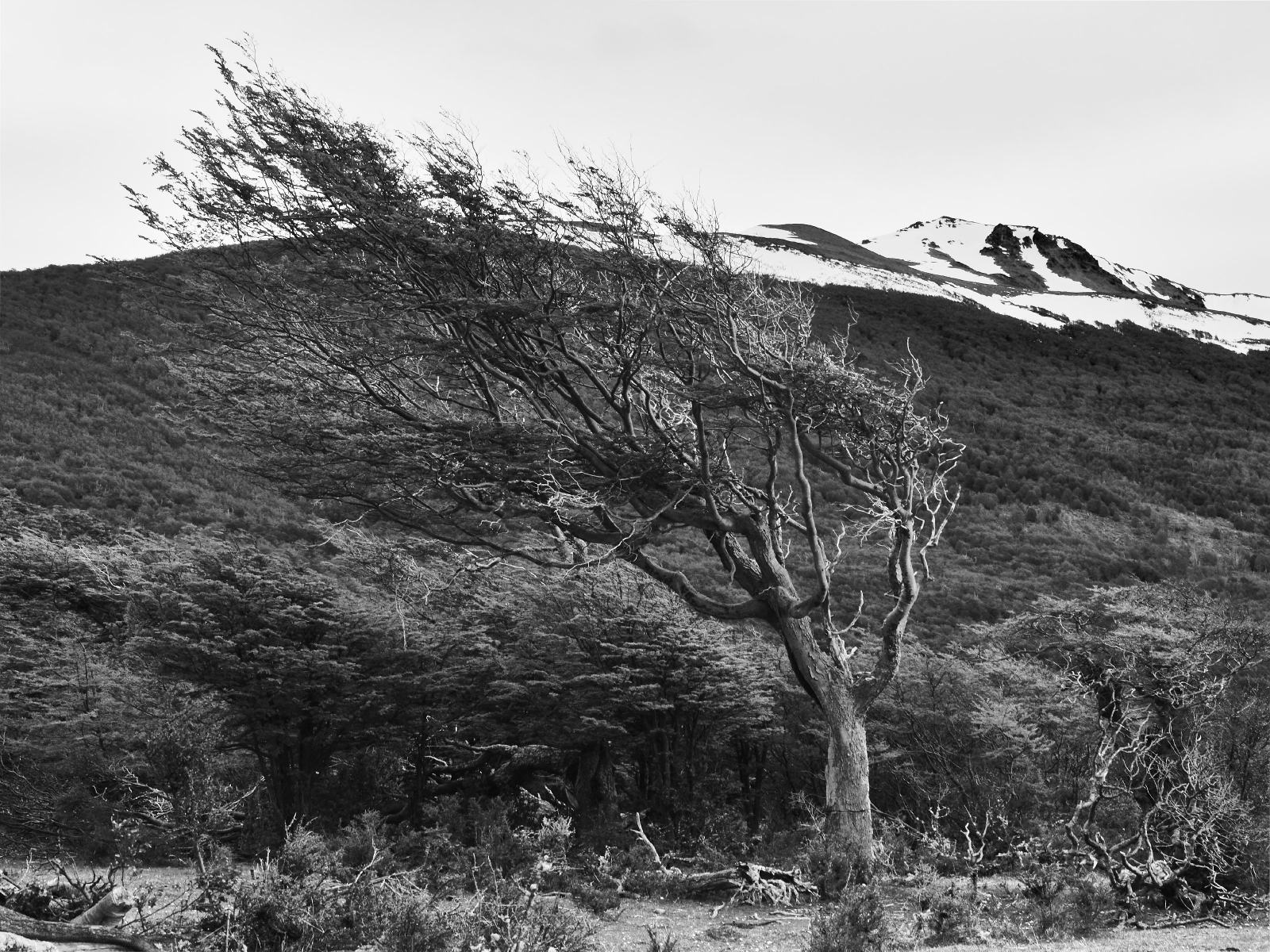 Krummholz d’un hêtre de la Terre de Feu (Nothofagus pumilio).