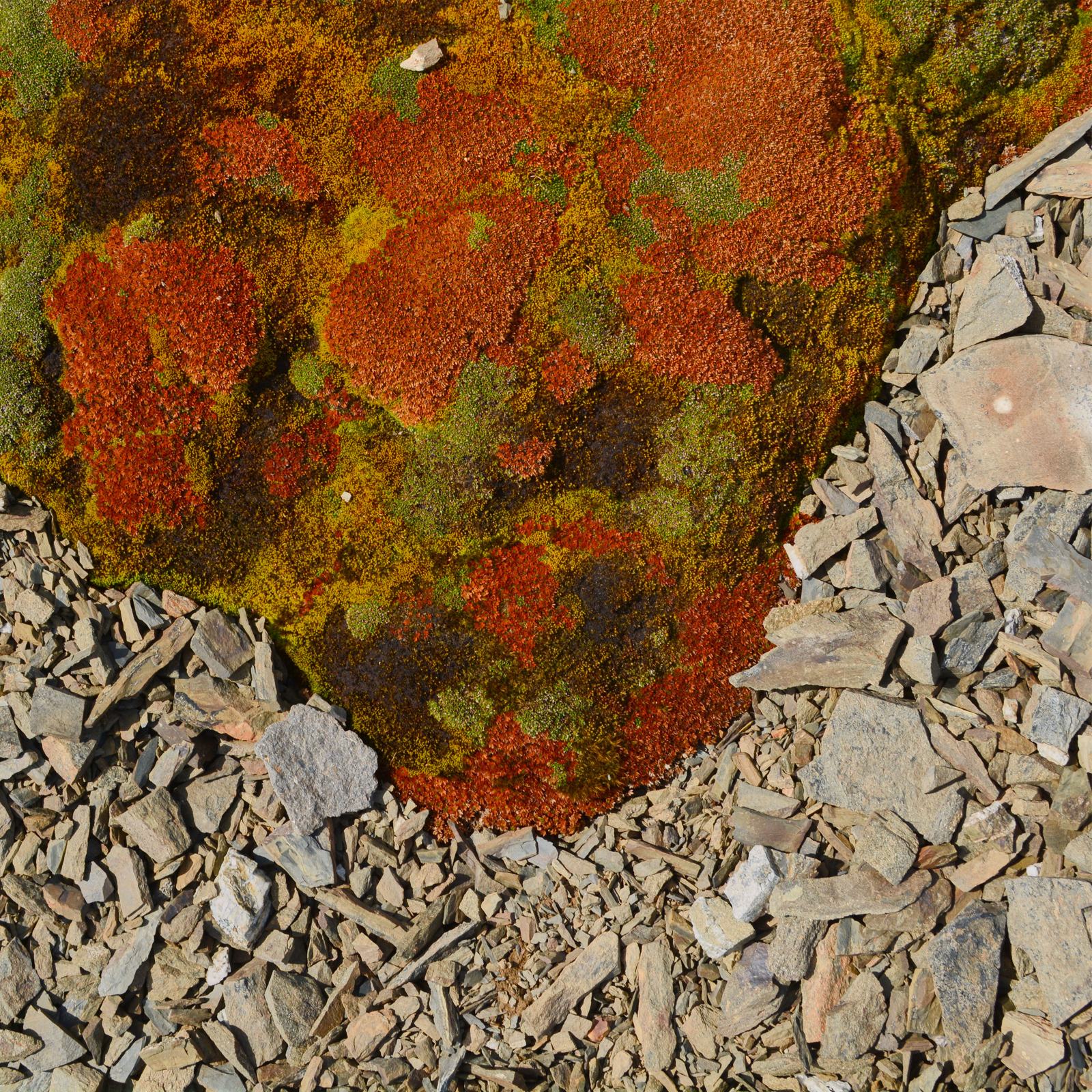 Tapis d’Abrotanella emarginata.